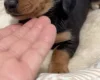Dachshund (Miniature Smooth Haired)
