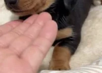 Puppy 1