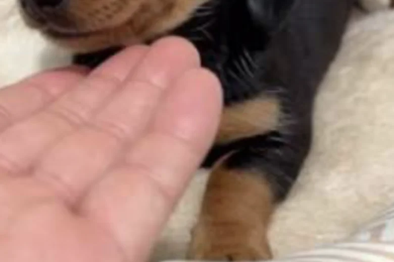Dachshund (Miniature Smooth Haired)