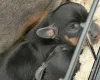 Dachshund (Miniature Smooth Haired)