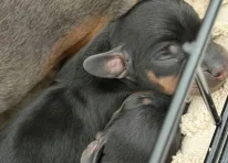 Puppy 2
