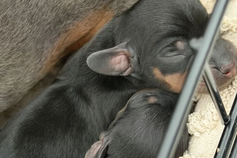 Dachshund (Miniature Smooth Haired)