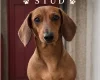 Dachshund (Miniature Smooth Haired)