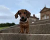 Dachshund (Miniature Smooth Haired)