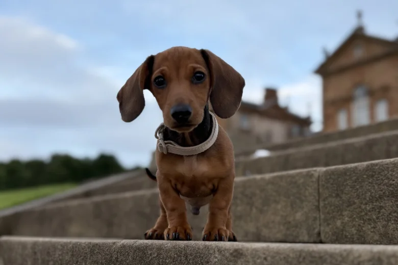 Dachshund (Miniature Smooth Haired)