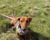 Dachshund (Miniature Smooth Haired)