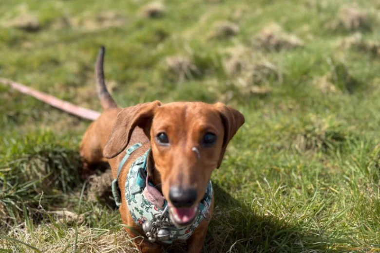 Dachshund (Miniature Smooth Haired)