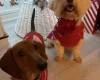 Dachshund (Miniature Smooth Haired)