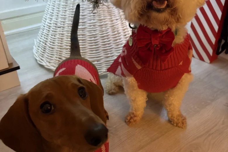 Dachshund (Miniature Smooth Haired)