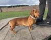 Dachshund (Miniature Smooth Haired)