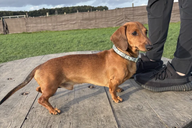 Dachshund (Miniature Smooth Haired)