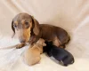 Dachshund (Miniature Smooth Haired)