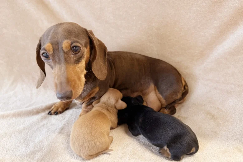 Dachshund (Miniature Smooth Haired)