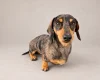 Dachshund (Miniature Smooth Haired)