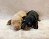 Dachshund (Miniature Smooth Haired)