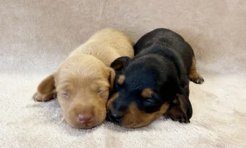 Dachshund (Miniature Smooth Haired)