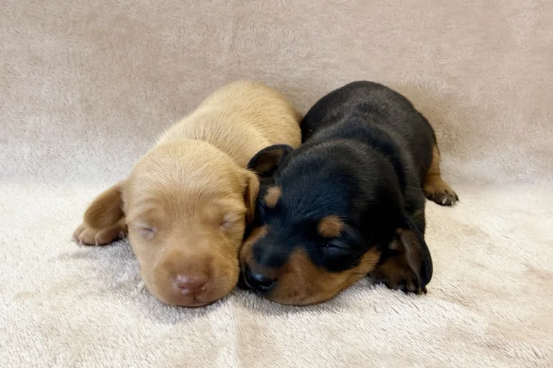 Dachshund (Miniature Smooth Haired)