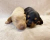 Dachshund (Miniature Smooth Haired)