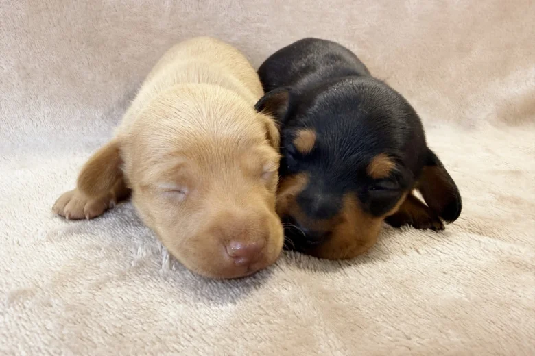 Dachshund (Miniature Smooth Haired)