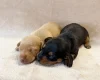 Dachshund (Miniature Smooth Haired)