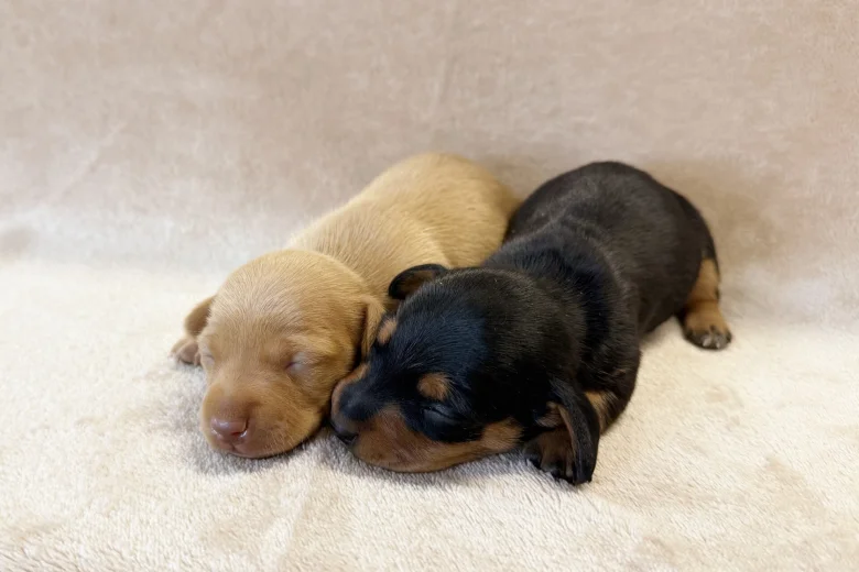 Dachshund (Miniature Smooth Haired)