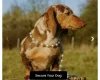 Dachshund (Miniature Smooth Haired)