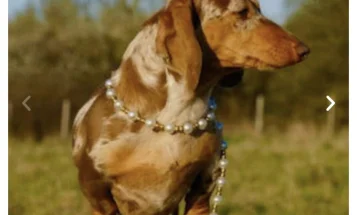 Dachshund (Miniature Smooth Haired)