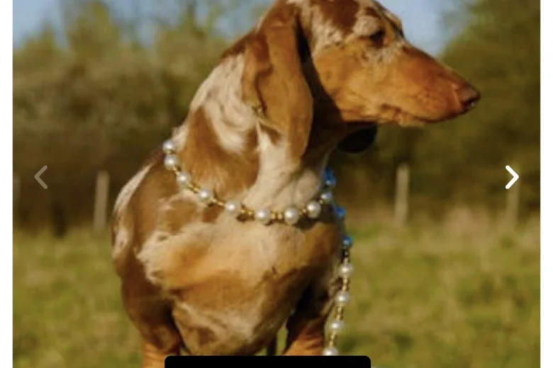 Dachshund (Miniature Smooth Haired)