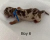 Dachshund (Miniature Smooth Haired)