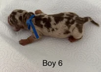 Puppy 1