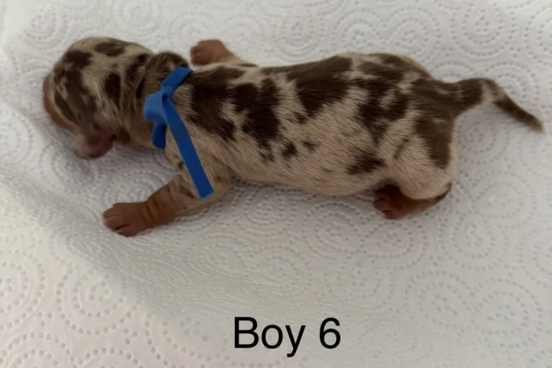 Dachshund (Miniature Smooth Haired)