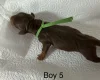 Dachshund (Miniature Smooth Haired)