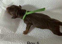 Puppy 2