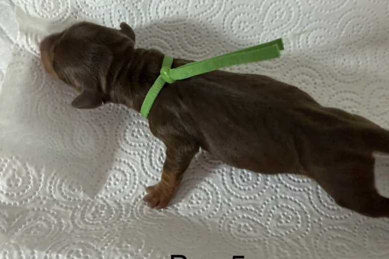 Dachshund (Miniature Smooth Haired)