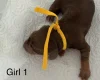 Dachshund (Miniature Smooth Haired)