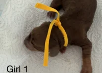 Puppy 3