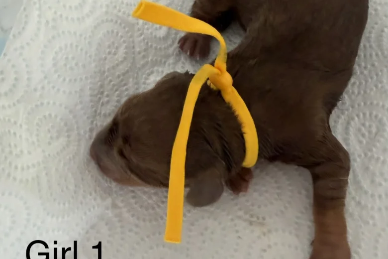 Dachshund (Miniature Smooth Haired)