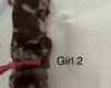 Dachshund (Miniature Smooth Haired)