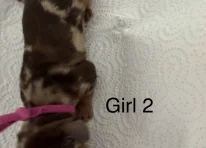 Puppy 4