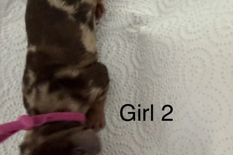 Dachshund (Miniature Smooth Haired)