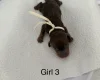 Dachshund (Miniature Smooth Haired)