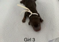 Puppy 5