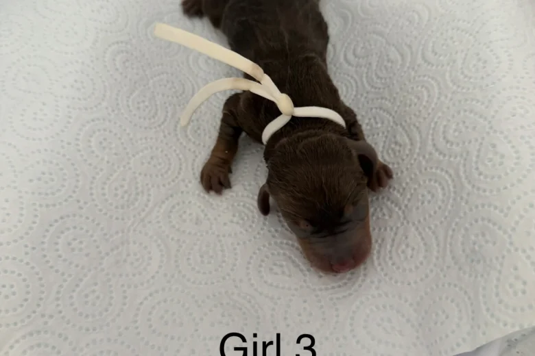 Dachshund (Miniature Smooth Haired)