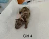 Dachshund (Miniature Smooth Haired)