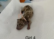 Puppy 6