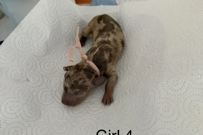 Dachshund (Miniature Smooth Haired)