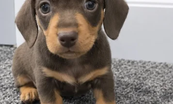 Dachshund (Miniature Smooth Haired)