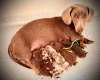 Dachshund (Miniature Smooth Haired)