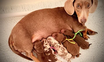 Dachshund (Miniature Smooth Haired)