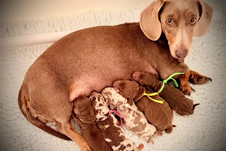 Dachshund (Miniature Smooth Haired)